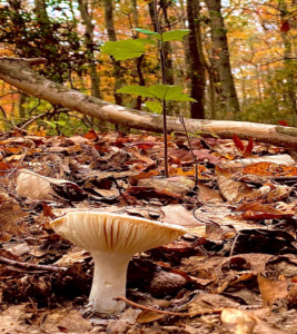 Mushrooms, The Friendly Fungi