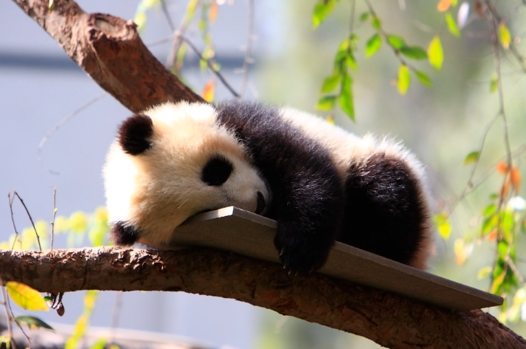 A panda sleeping soundly on a cozy tree branch
https://www.flickr.com/photos/fortherock/3899151934
