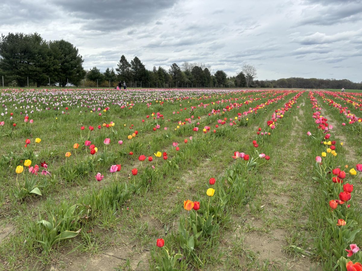 A beautiful tulip field at Johnsons Farm. Tulips are a beautiful flower that spring offers!
