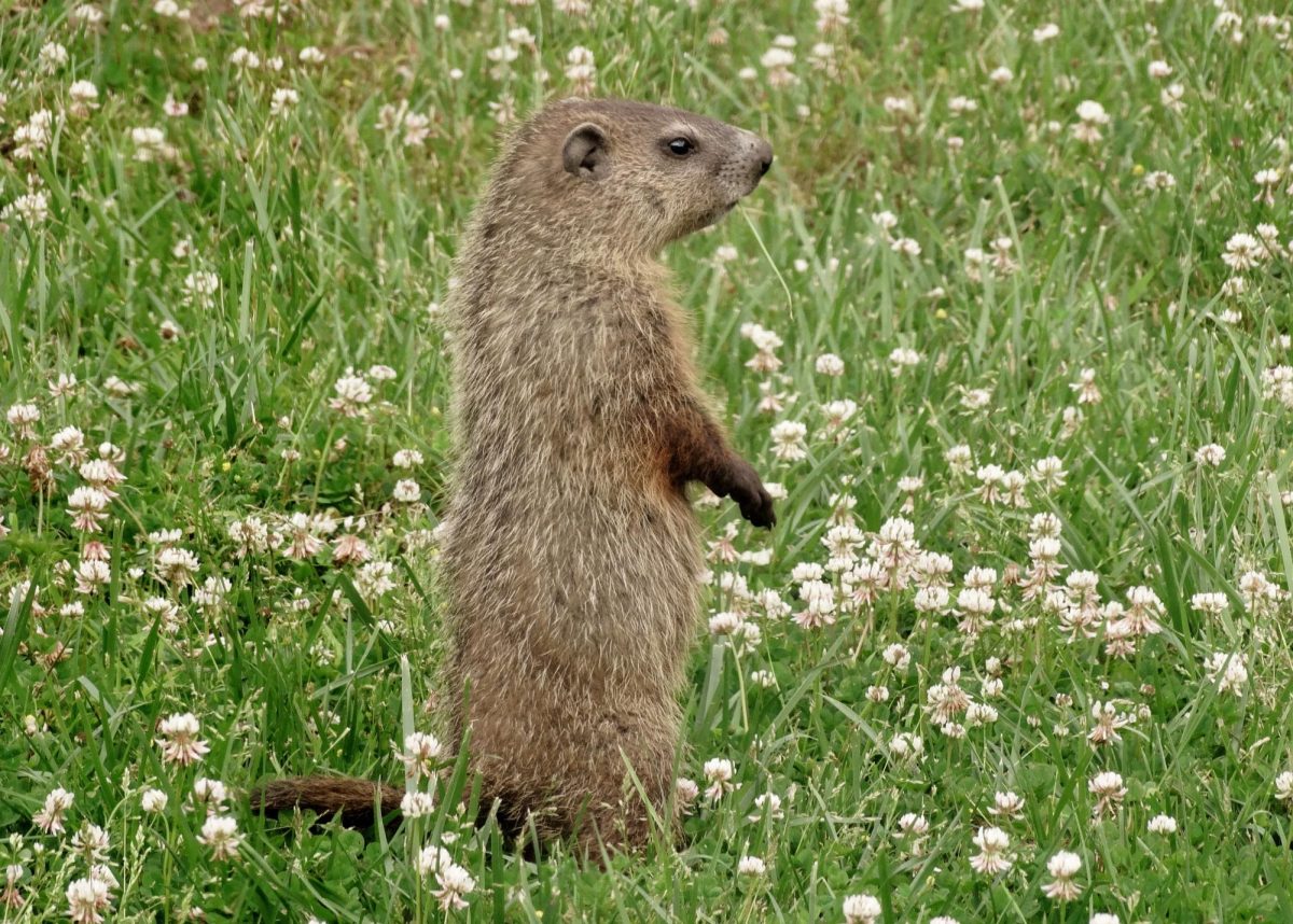 A groundhog in a field of clovers 
CC image attribution-sharealike 4.0 international 
https://commons.wikimedia.org/wiki/File:Juvenile_Groundhog_in_a_Field_of_Clover.jpg 