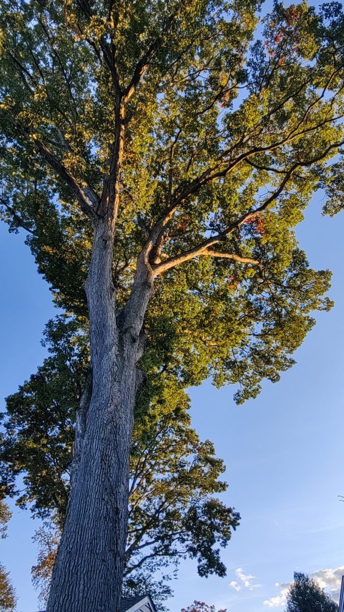 A picture I took outside in Caldwell, NJ