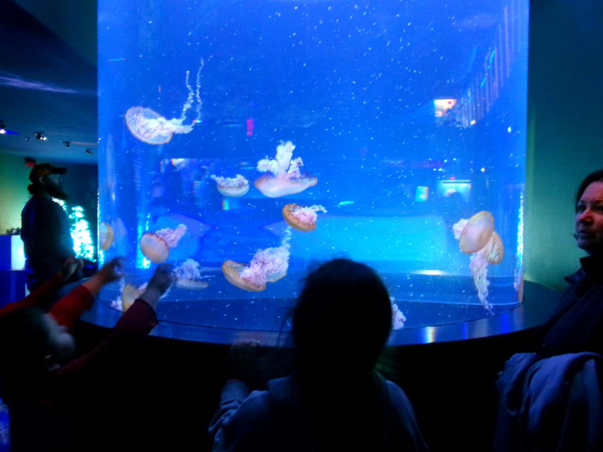 One of the displays of jellyfish at the Adventure Aquarium in Camden