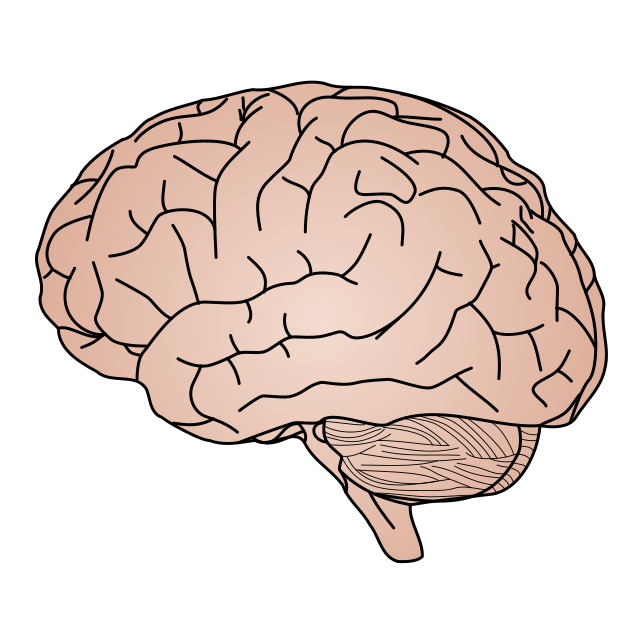 An Illustration of a Brain