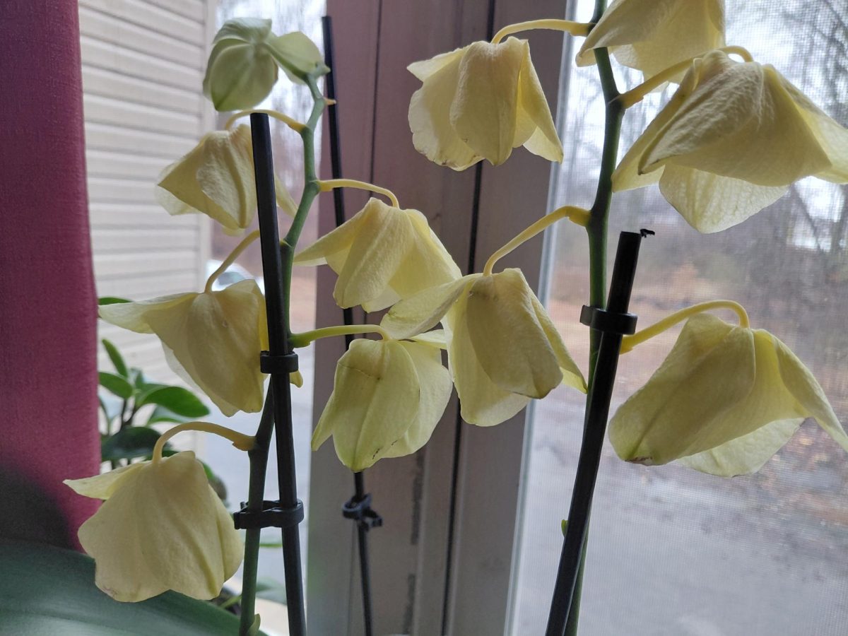 Yellow orchids signify friendship and joy, which I find very symbolic for an article that later talks about two spectrums that often include platonic dynamics. Let's ignore how they're dry, they're not my responsibility!